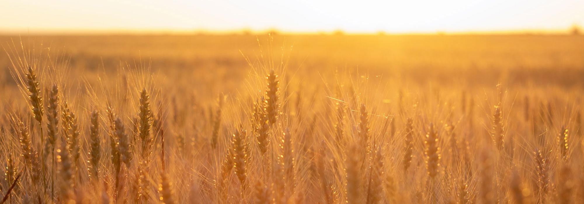 Kornfeld in der Abendsonne