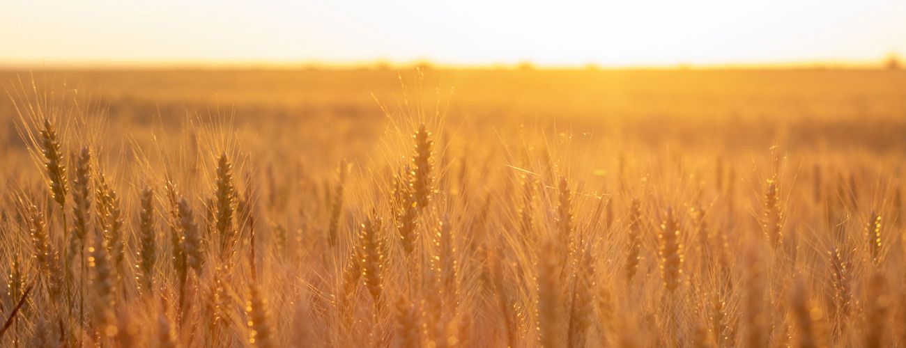 Kornfeld in der Abendsonne 
